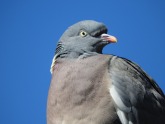Beady eyed pigeon